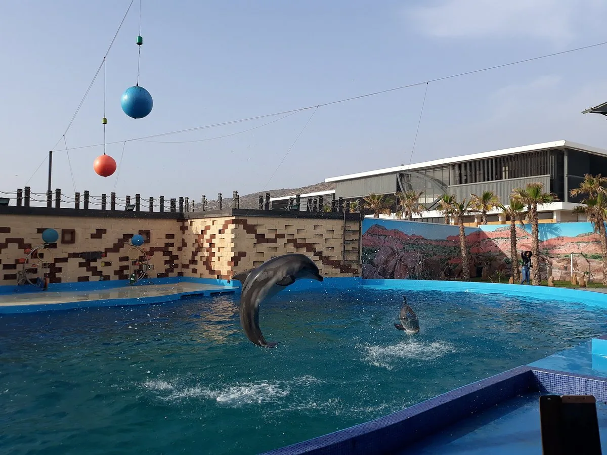 Dolphin Show Taghazout Morocco tour image 4