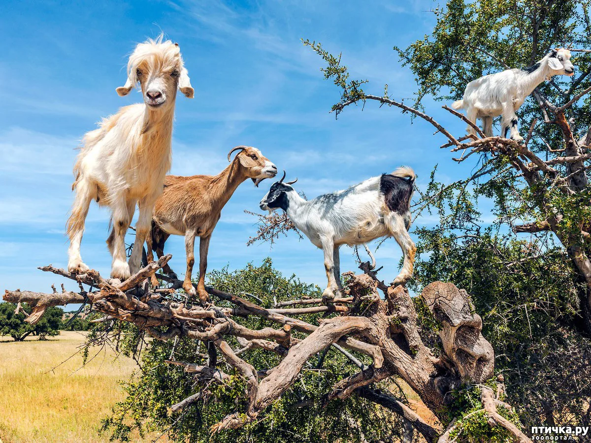 Goats on the Tree Taghazout Morocco tour image 1