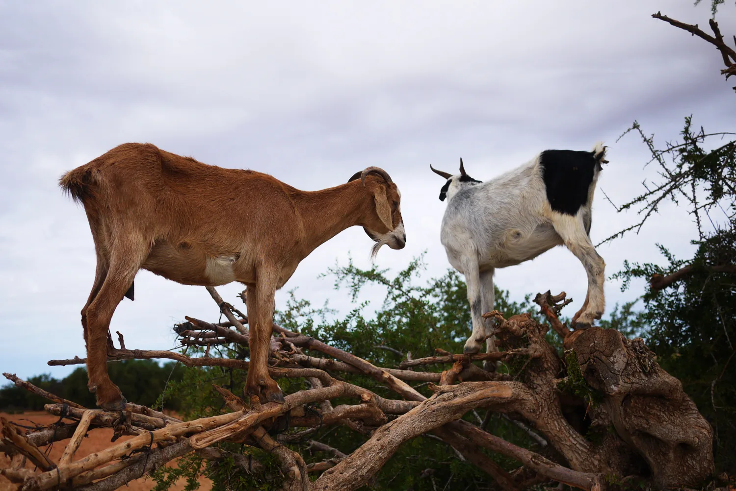 Goats on the Tree Taghazout Morocco tour image 3