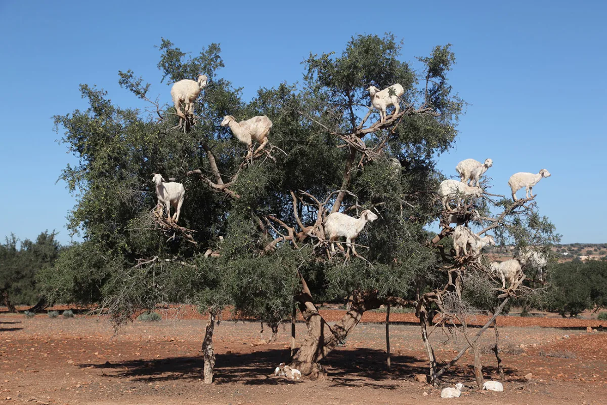 Goats on the Tree Taghazout Morocco tour image 5
