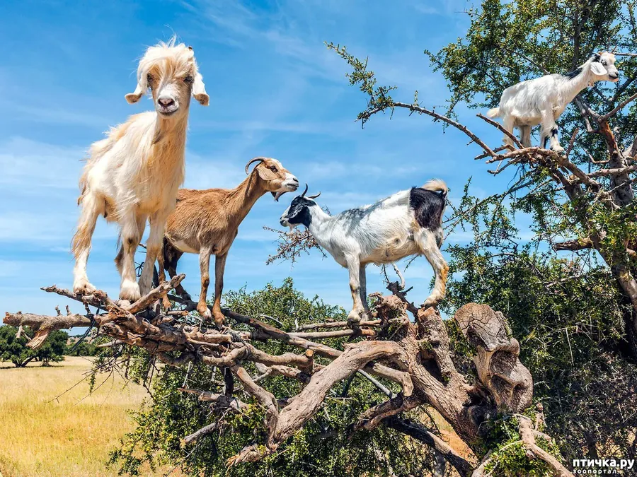 Goats On Tree Agadir Morocco activity thumbnail