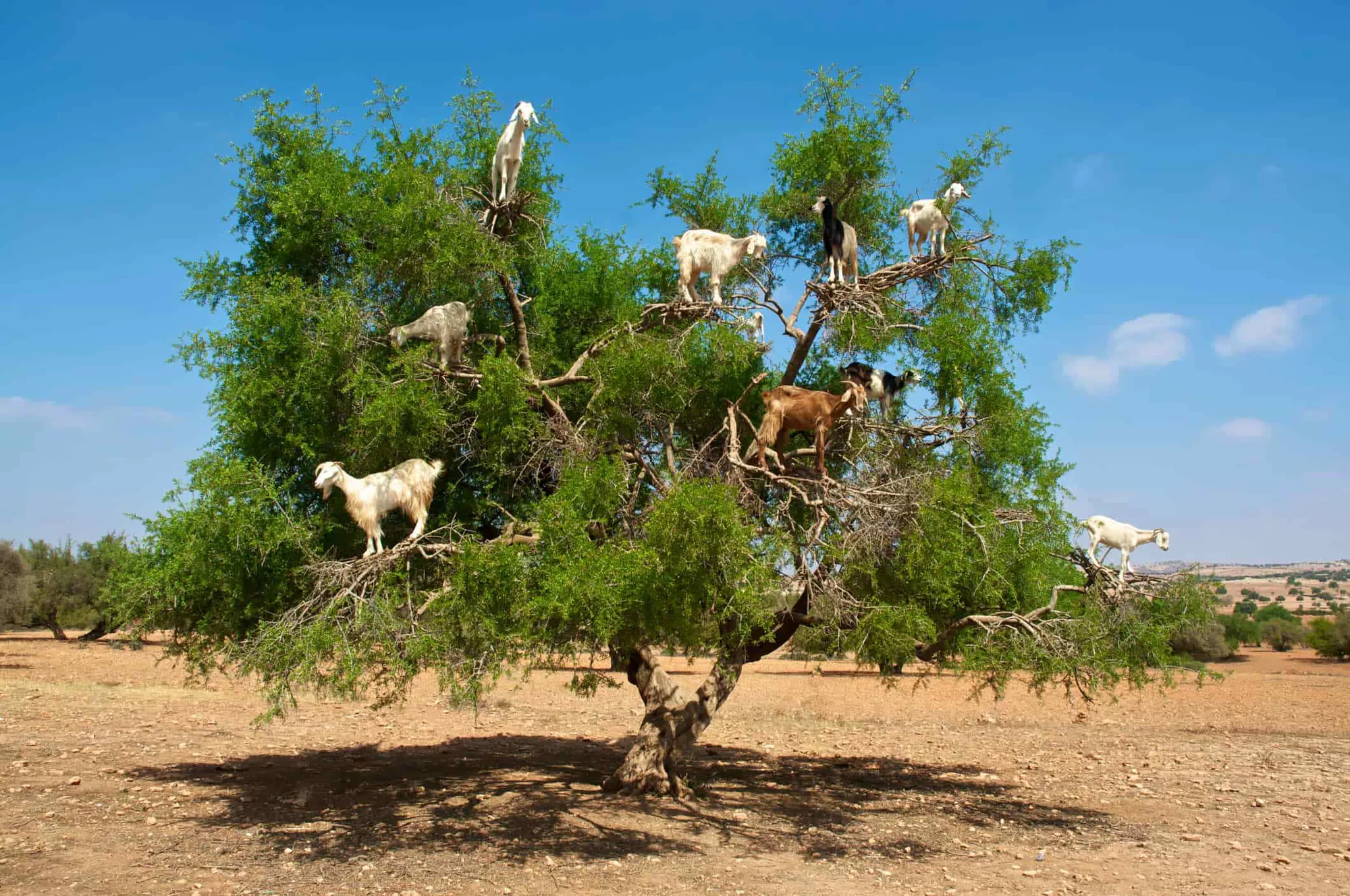 Goats on the Tree Agadir Morocco tour image 2
