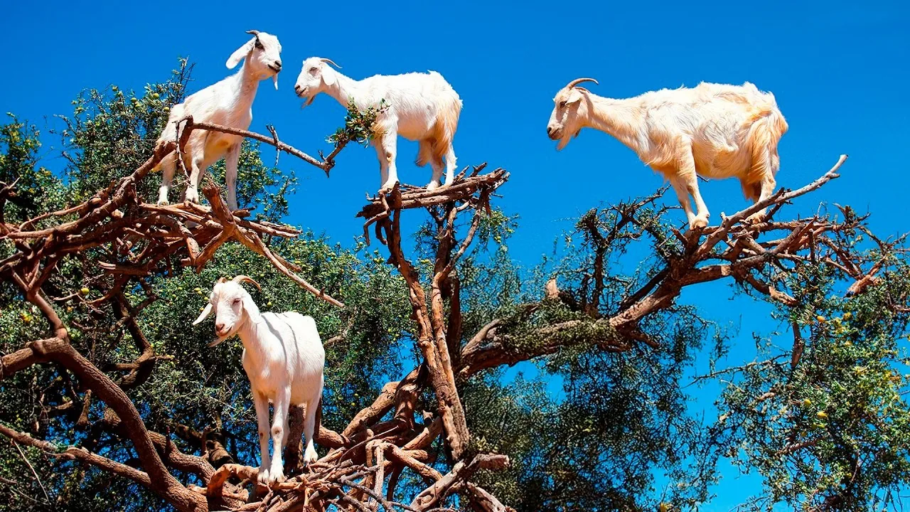 Goats on the Tree Agadir Morocco tour image 6