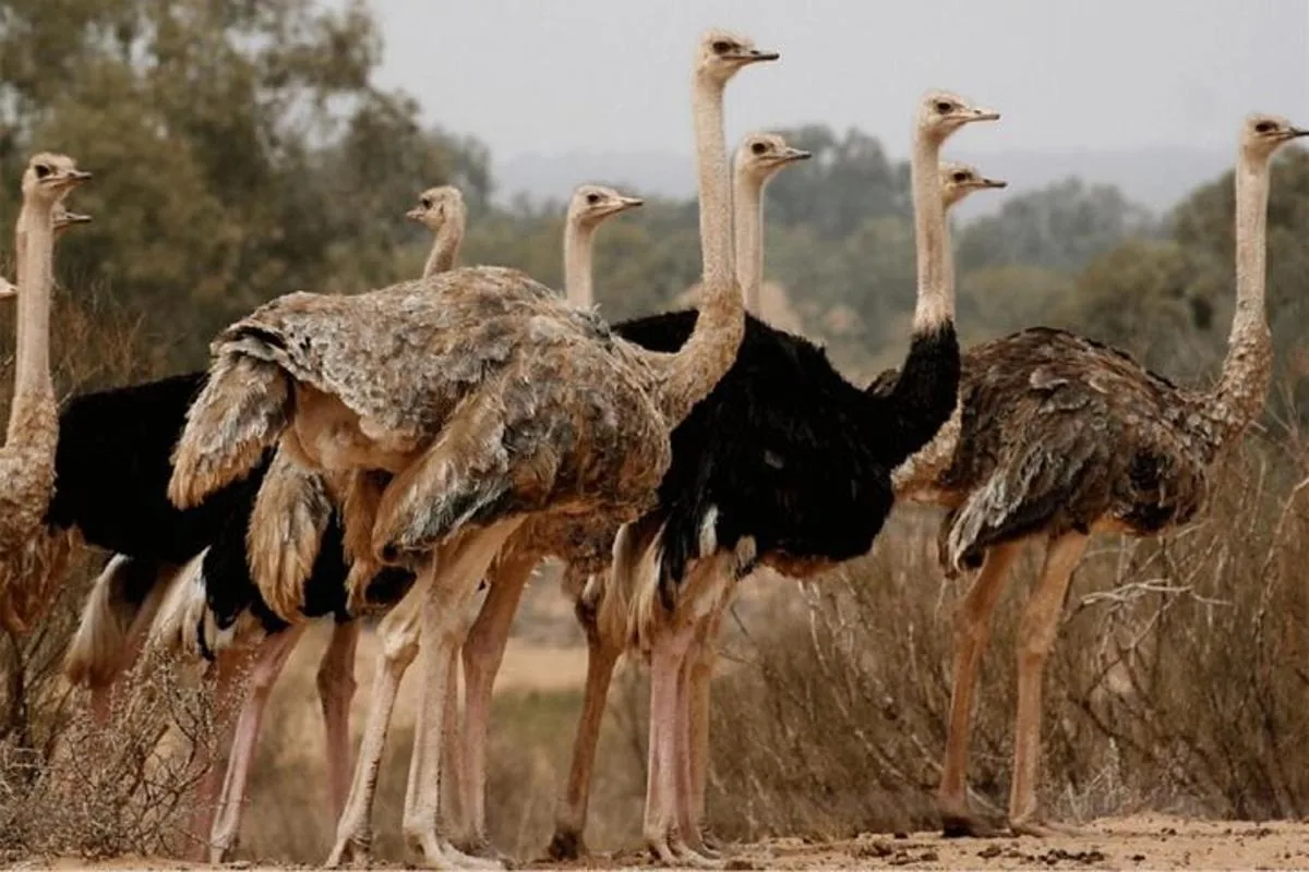 Souss National Park Taghazout Morocco tour image 2