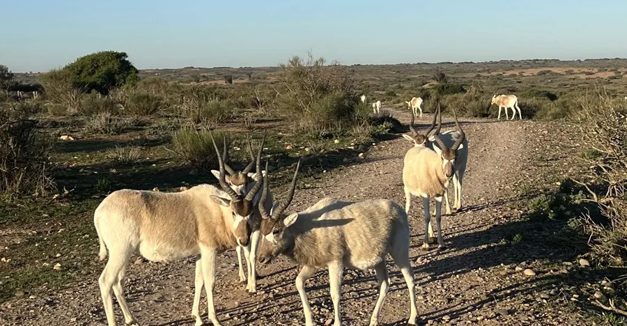 Souss National Park Agadir Morocco activity thumbnail