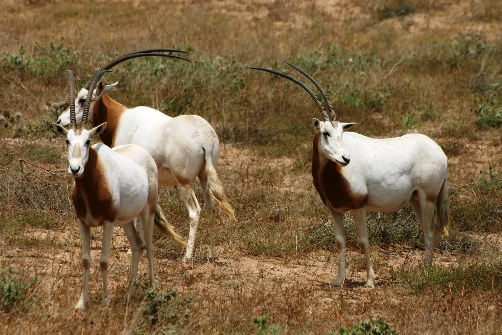 Souss National Park Taghazout Morocco tour image 5