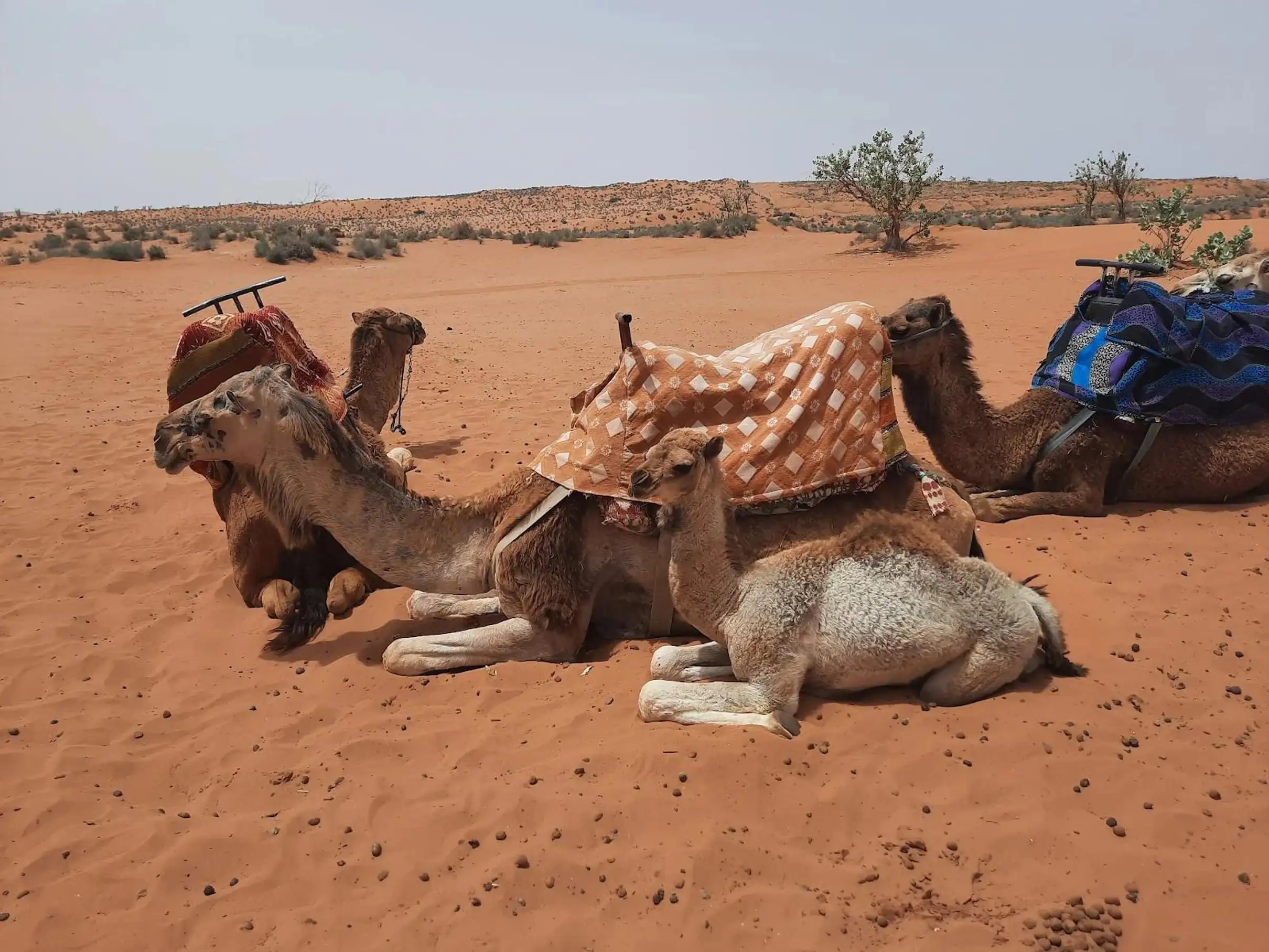 Agadir Souss-Massa 4WD Desert Jeep Safari with Lunch — photo 5