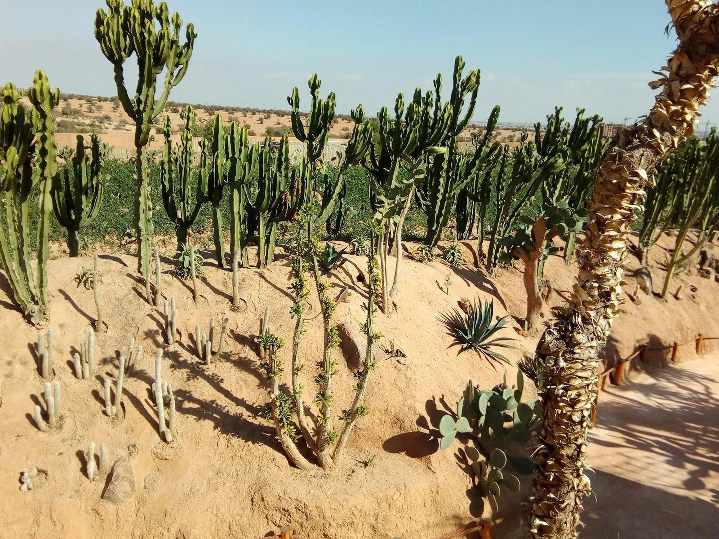 Agadir Goats on the Trees & Crocoparc Tour with Entry Tickets cover image
