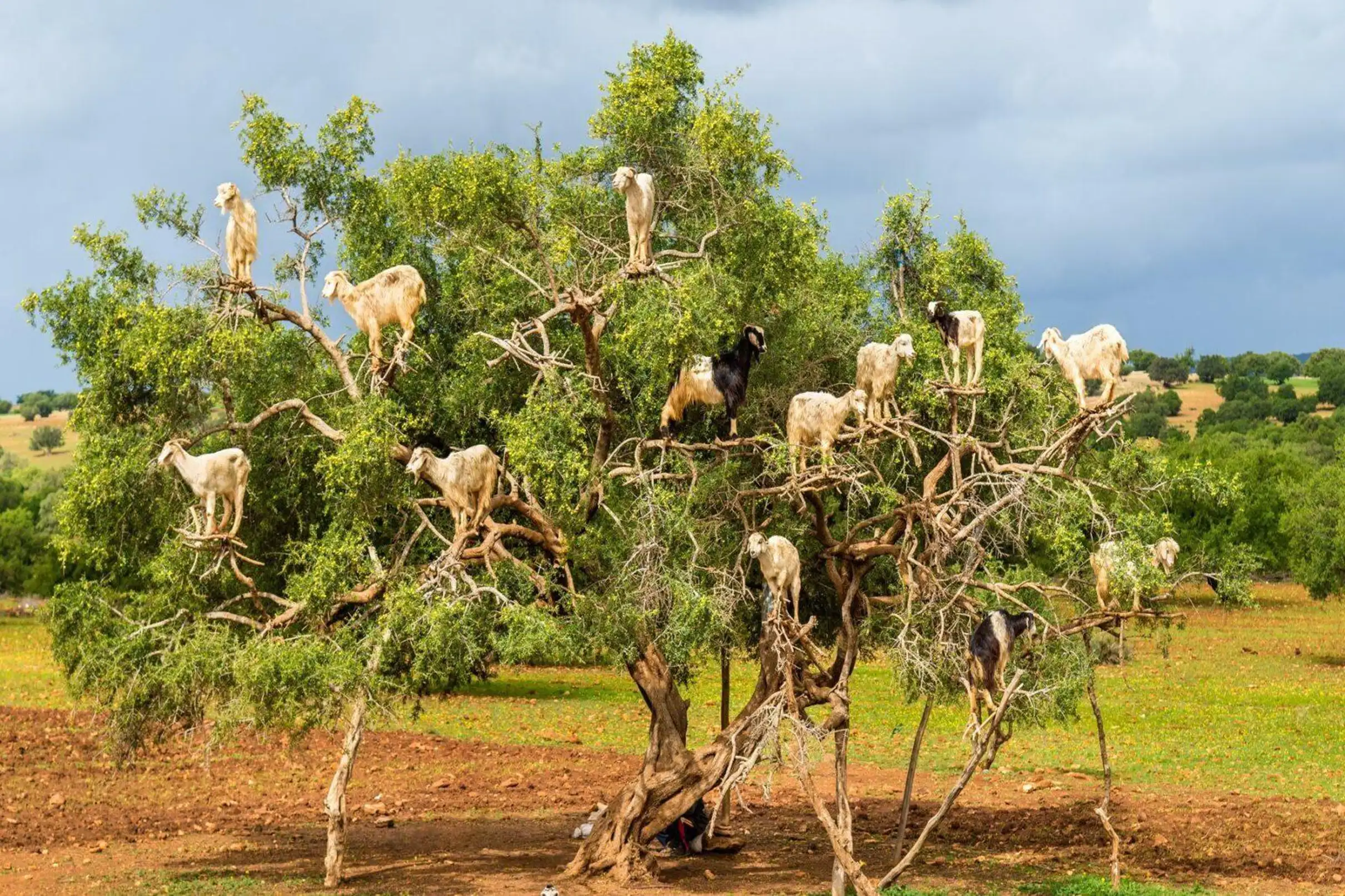 Taghazout Goats on the Trees & Crocoparc Tour with Entry Tickets — photo 8