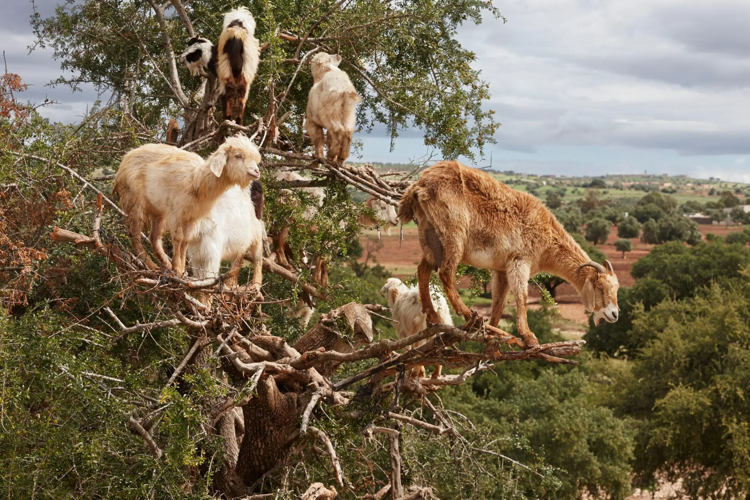 Taghazout Goats on the Trees & Crocoparc Tour with Entry Tickets — photo 10