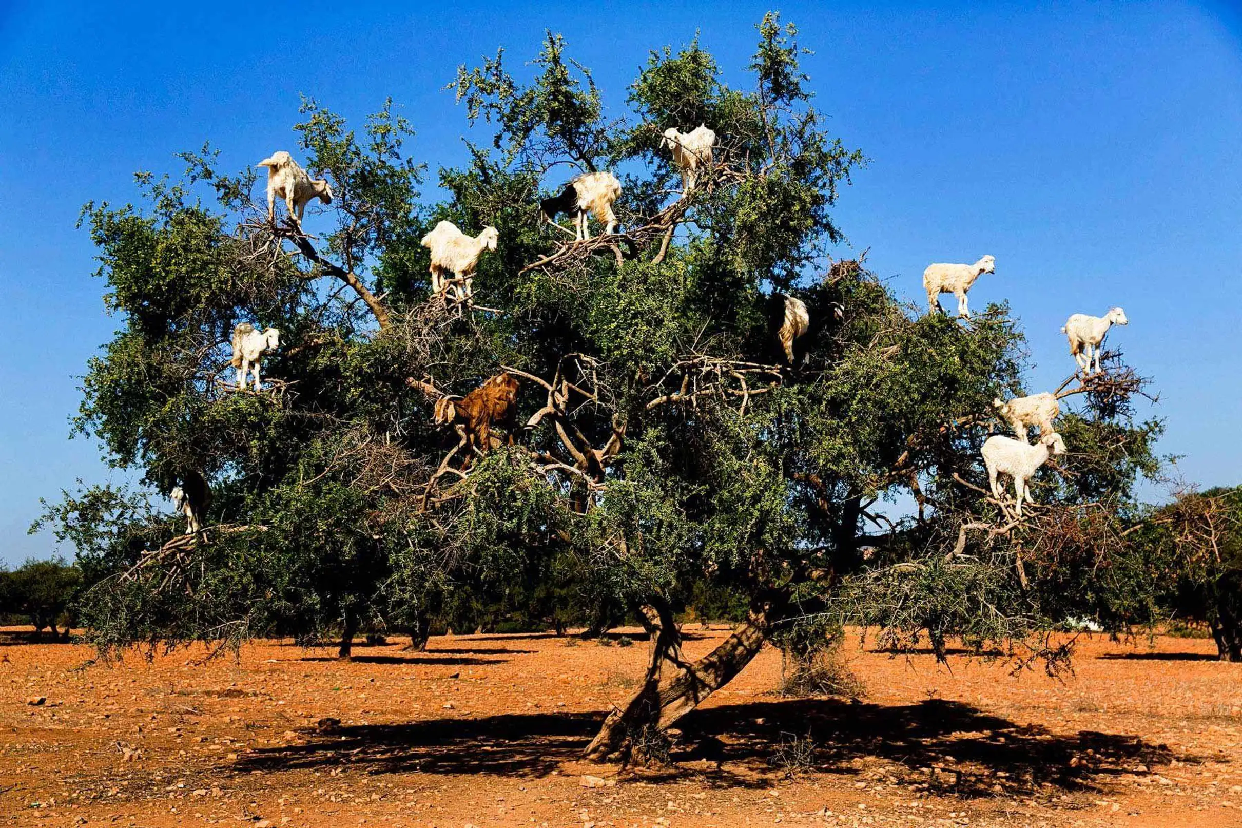 Taghazout Goats on the Trees & Crocoparc Tour with Entry Tickets — photo 15