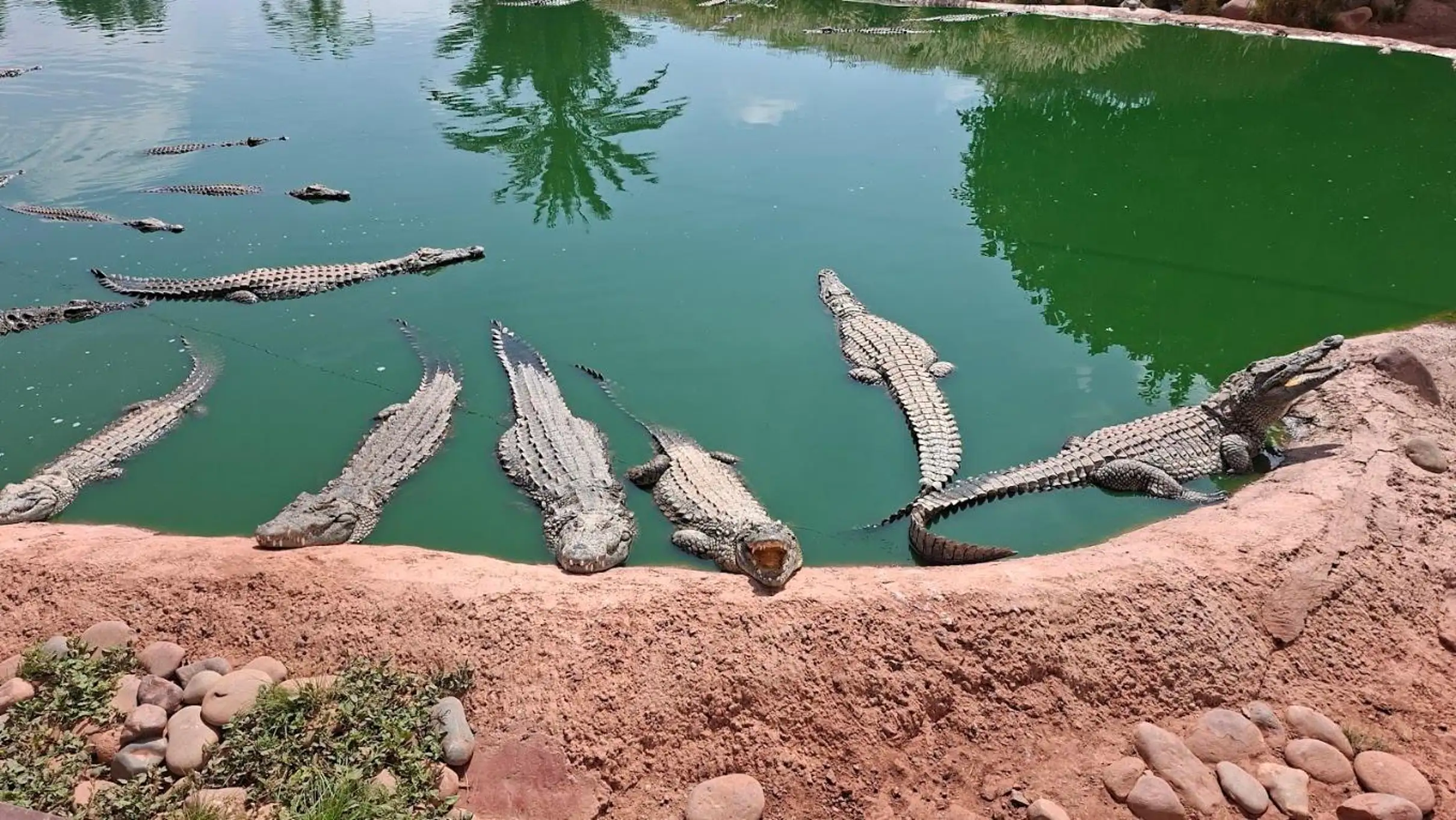 Taghazout Goats on the Trees & Crocoparc Tour with Entry Tickets — photo 21