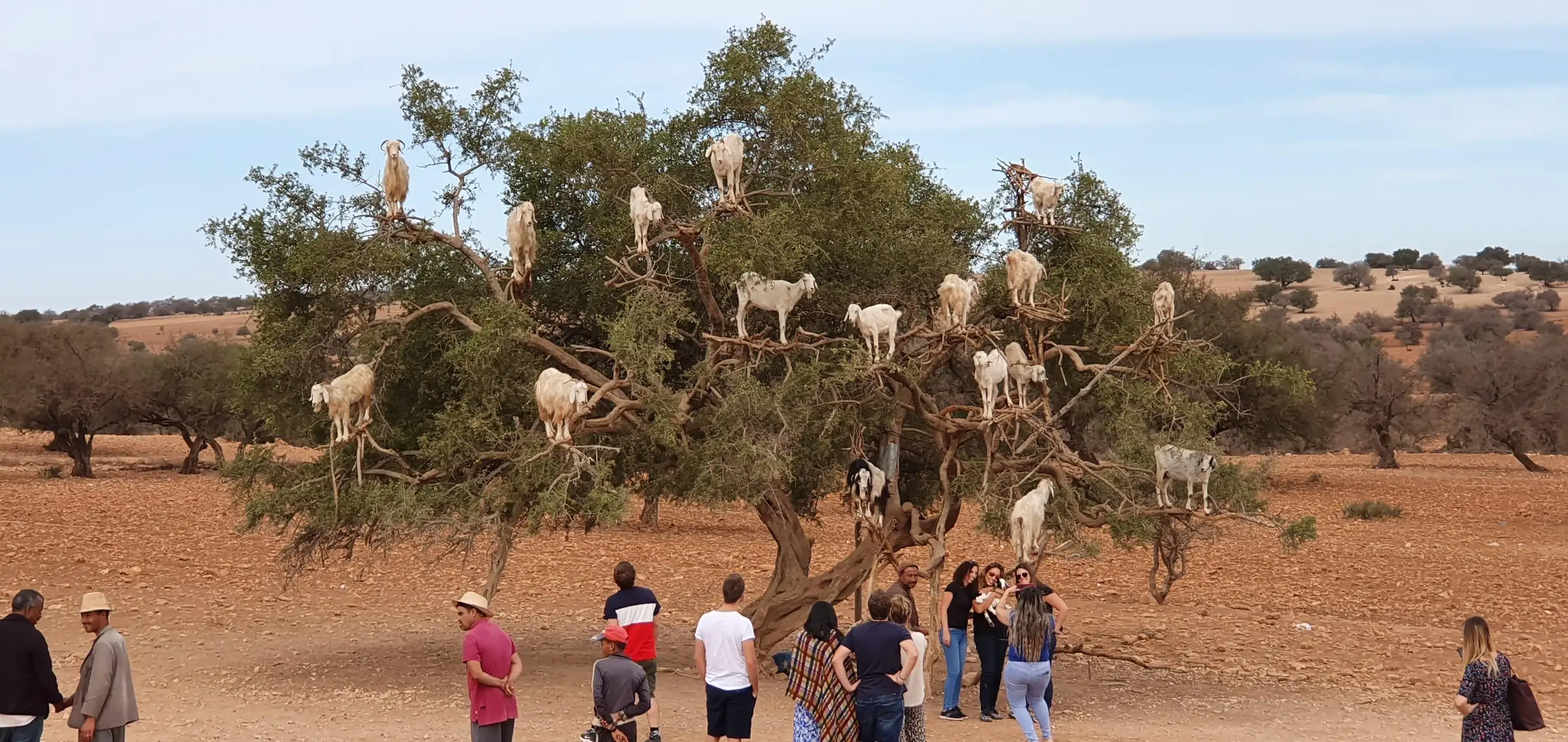 Taghazout Goats on the Trees & Crocoparc Tour with Entry Tickets — photo 22