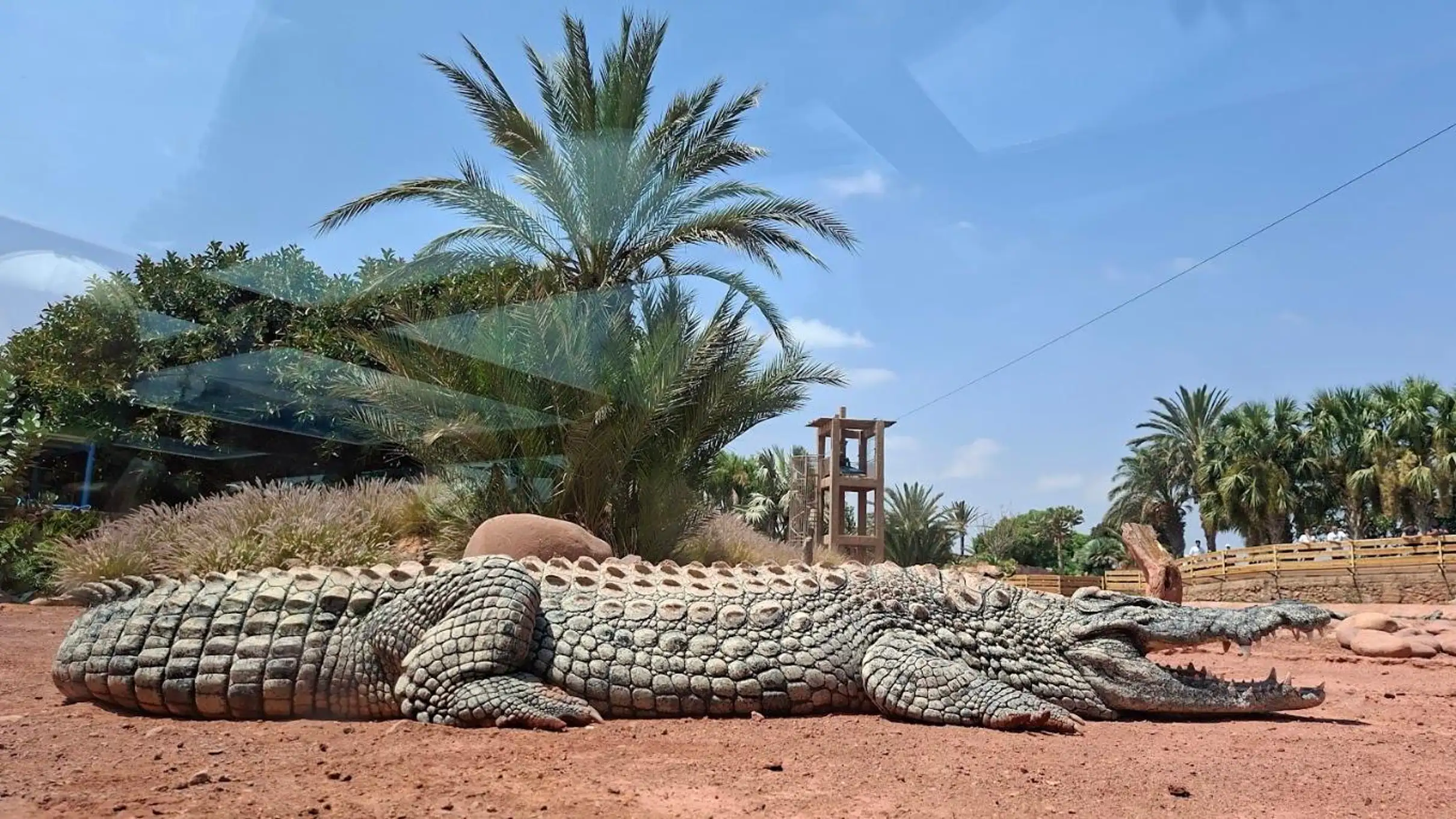 Taghazout Goats on the Trees & Crocoparc Tour with Entry Tickets — photo 23