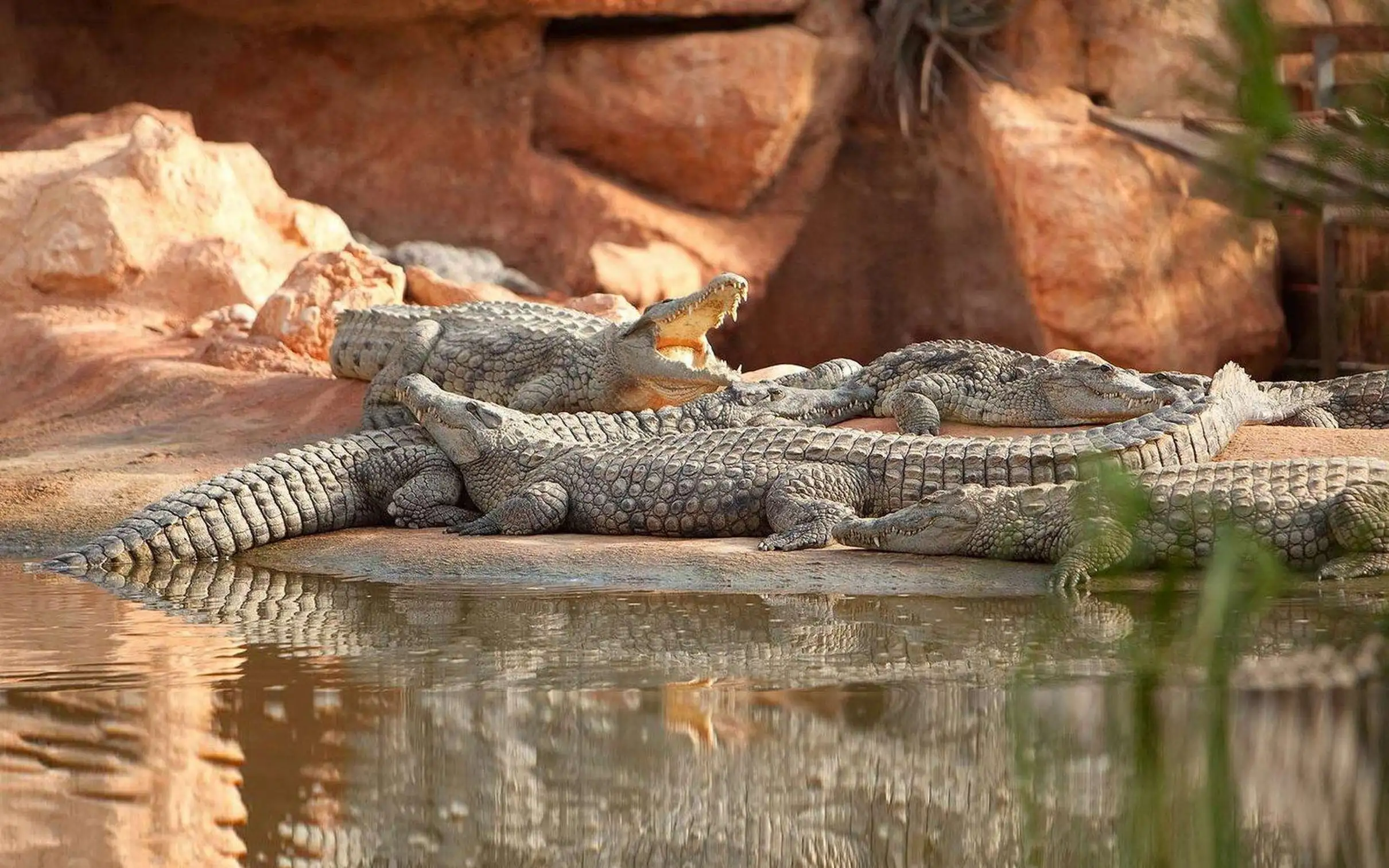 Taghazout Goats on the Trees & Crocoparc Tour with Entry Tickets — photo 24